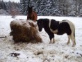 Blesk